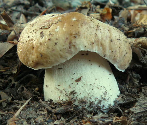 hríb smrekový Boletus edulis Bull.