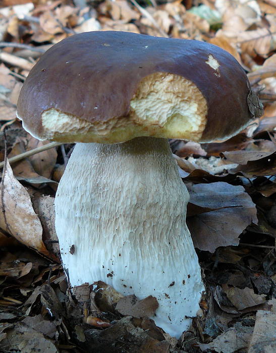 hríb smrekový Boletus edulis Bull.