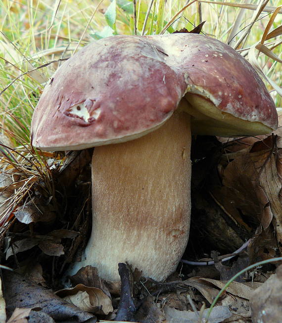 hríb sosnový Boletus pinophilus Pil. et Dermek in Pil.