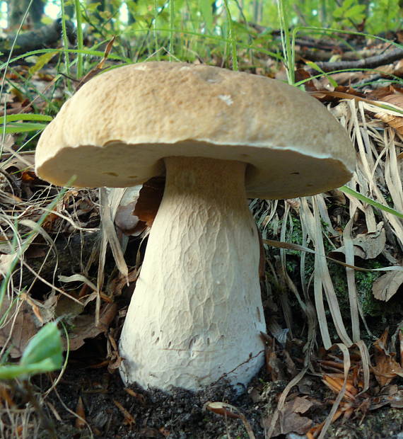 hríb dubový Boletus reticulatus Schaeff.