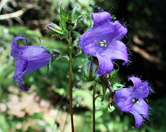 zvonček pŕhľavolistý Campanula trachelium L.