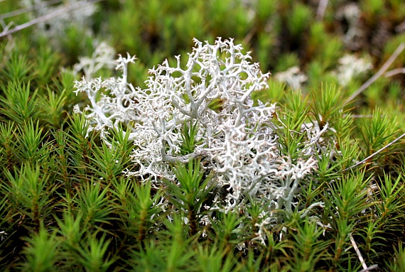 dutohlávka lesná Cladonia arbuscula subsp. arbuscula (Wallr.) Flot.