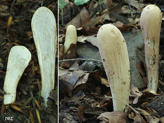 kyjak obrovský Clavariadelphus pistillaris (Fr.) Donk