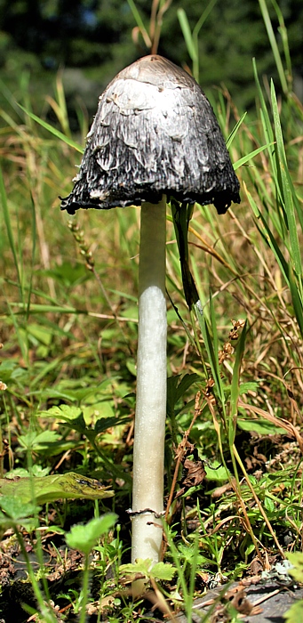 hnojník obyčajný Coprinus comatus (O.F. Müll.) Pers.