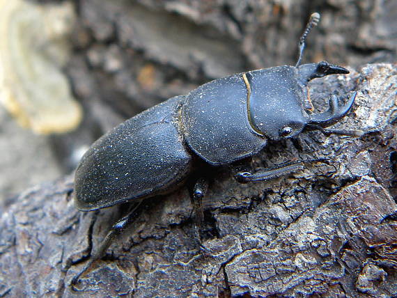 roháčik obyčajný Dorcus parallelopipedus