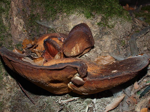 pečeňovec dubový Fistulina hepatica (Schaeff.) With.