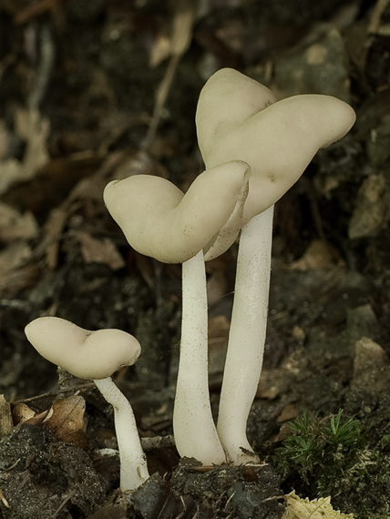 chriapač pružný  Helvella elastica Bull.