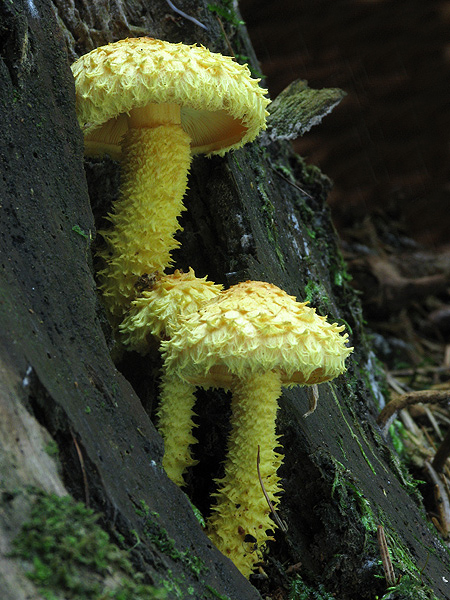 šupinovka ohnivá Pholiota flammans (Batsch) P. Kumm.