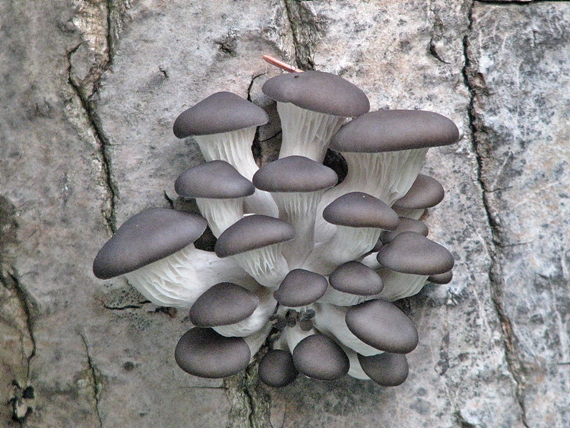 hliva ustricovitá Pleurotus ostreatus (Jacq.) P. Kumm.