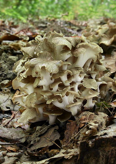 trúdnik klobúčkatý Polyporus umbellatus (Pers.) Fr.