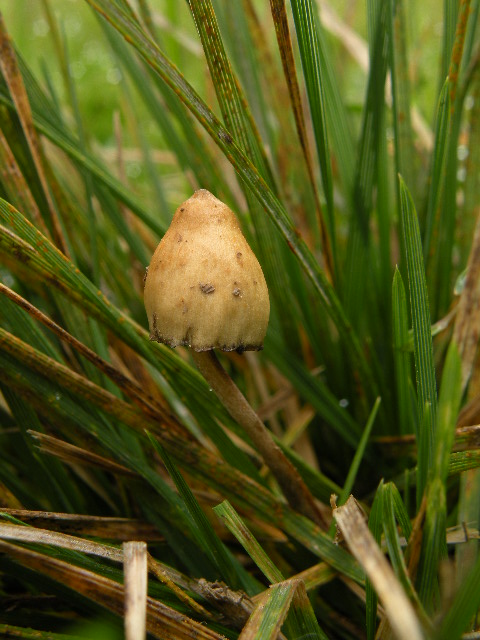 holohlavec končistý Psilocybe semilanceata (Fr.) P. Kumm.