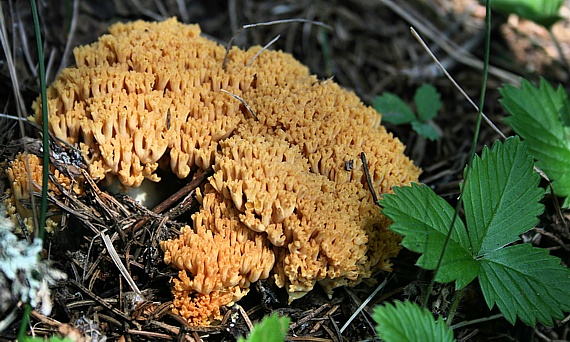 strapačka Ramaria sp.