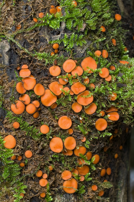 štítovnička Scutellinia sp.