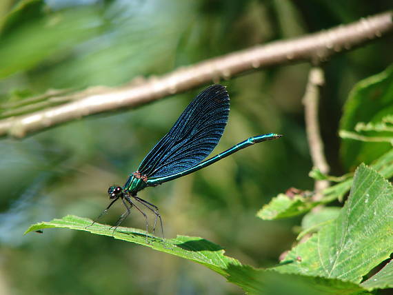 hadovka obyčajna (Calopteryx virgo)