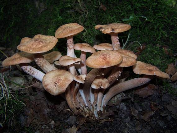 podpňovka bezprsteňová Armillaria socialis (DC.) Fayod