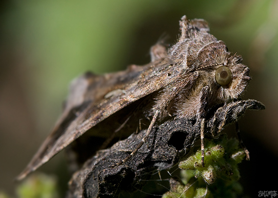 mora gama Autographa gamma