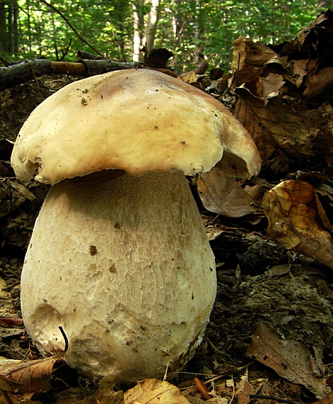 hríb smrekový Boletus edulis Bull.