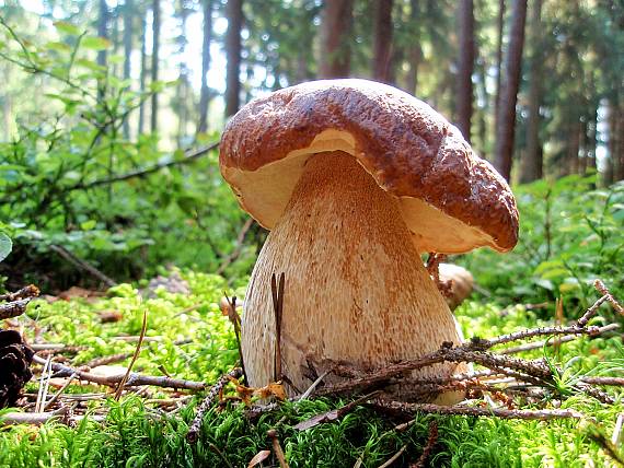 hríb smrekový Boletus edulis Bull.