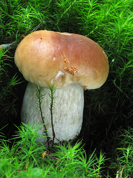 hríb smrekový Boletus edulis Bull.