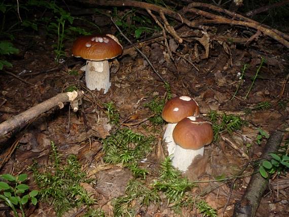 hríb smrekový Boletus edulis Bull.