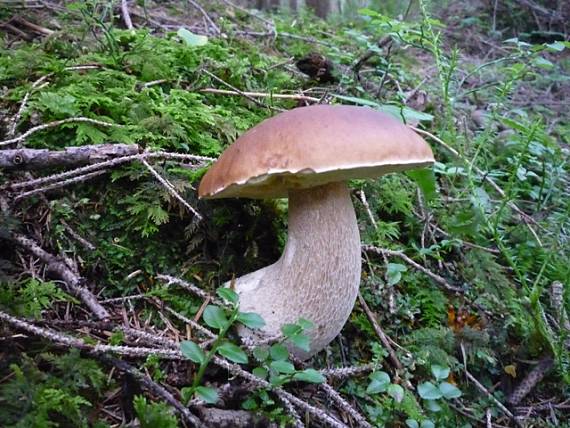 hríb smrekový Boletus edulis Bull.