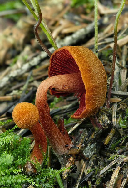 pavučinovec krvavolupeňový Cortinarius semisanguineus (Fr.) Gillet