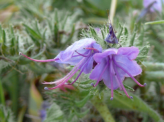 hadinec obyčajný Echium vulgare L.