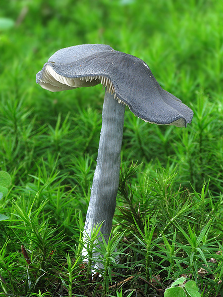 hodvábnica Entoloma sp.