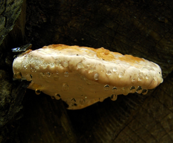 práchnovček pásikavý Fomitopsis pinicola (Sw.) P. Karst.