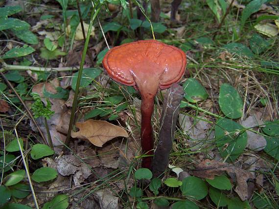 lesklokôrovka Ganoderma sp.