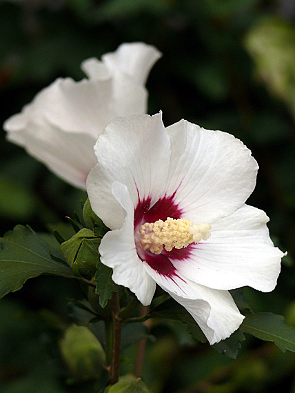 ibištek sýrsky Hibiscus syriacus L.