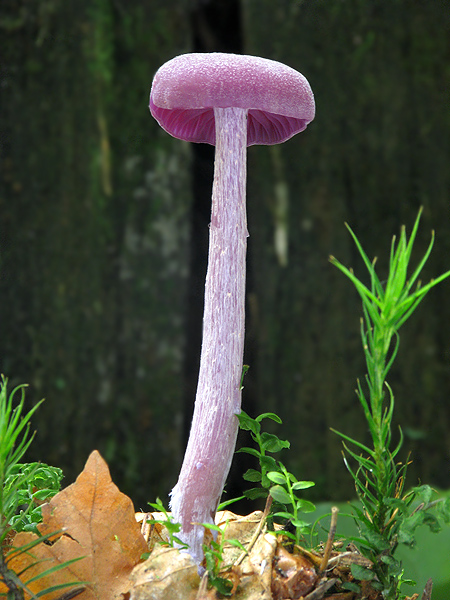 lakovka ametystová Laccaria amethystina (Huds.) Cooke