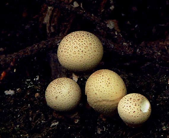 prášnica hruškovitá Lycoperdon pyriforme Schaeff.