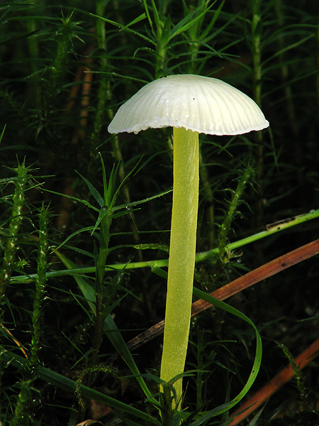 prilbička slizká Mycena epipterygia (Scop.) Gray