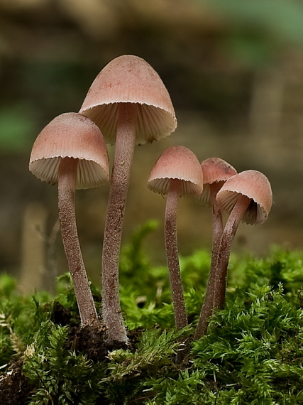 prilbička krvavomliečna Mycena haematopus (Pers.) P. Kumm.