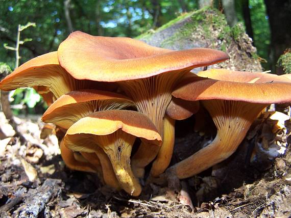 kališník hnedooranžový Omphalotus olearius (DC.) Singer