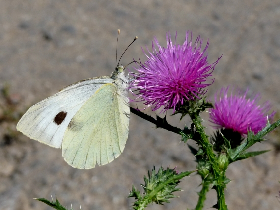 mlynárik kapustový Pieris brassicae