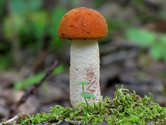 kozák osikový-Křemenáč osikový bělotřeňový  Leccinum albostipitatum