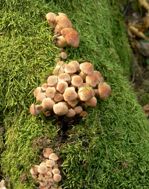 podpňovka bezprsteňová Armillaria socialis (DC.) Fayod