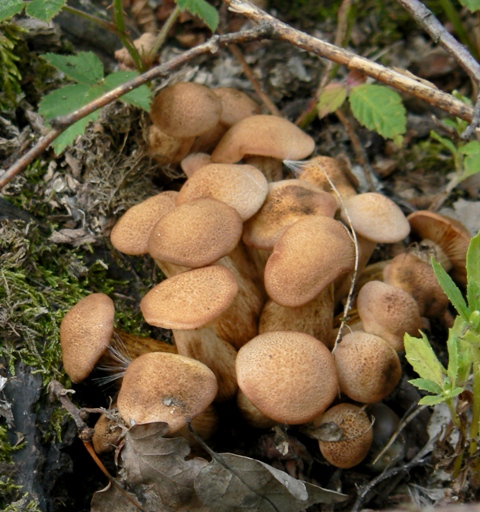 podpňovka bezprsteňová Armillaria socialis (DC.) Fayod