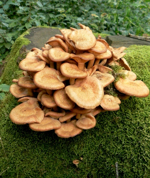 podpňovka bezprsteňová Armillaria socialis (DC.) Fayod