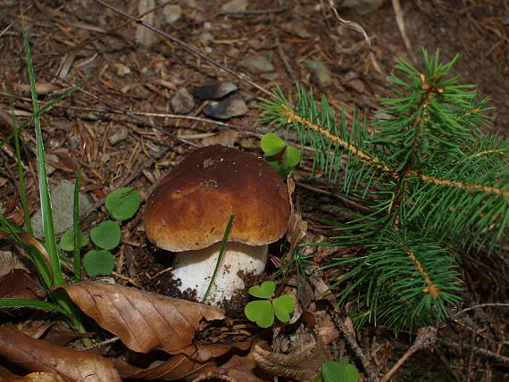 hríb smrekový Boletus edulis Bull.