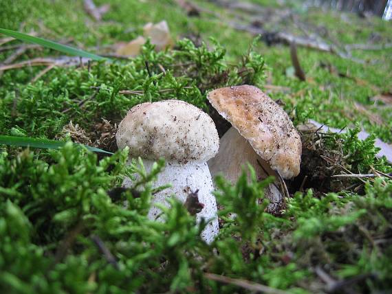 hríb smrekový Boletus edulis Bull.