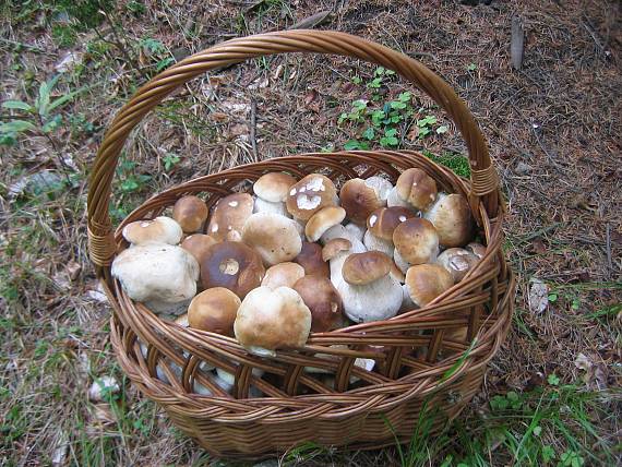 hríb smrekový Boletus edulis Bull.