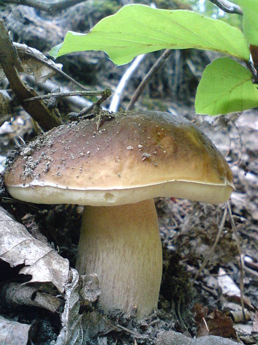 hríb smrekový Boletus edulis Bull.