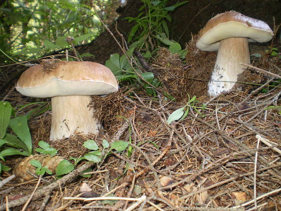 hríb smrekový Boletus edulis Bull.