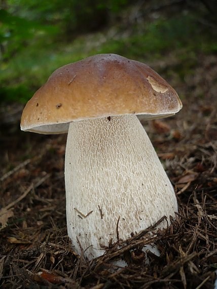 hríb smrekový Boletus edulis Bull.