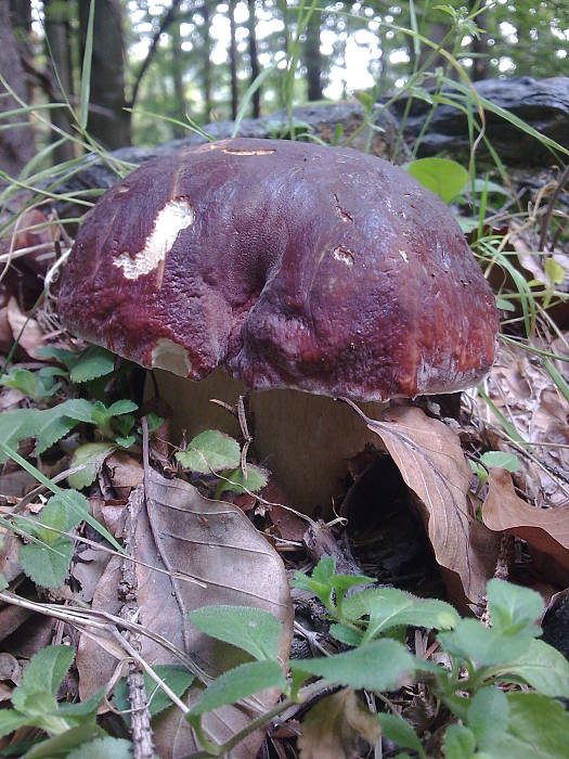 hríb sosnový Boletus pinophilus Pil. et Dermek in Pil.