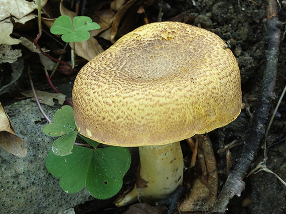 kuriatko jedlé ametystové Cantharellus amethysteus (Quél.) Sacc.