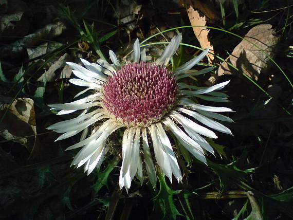 krasovlas bezbyľový Carlina acaulis subsp. acaulis L.